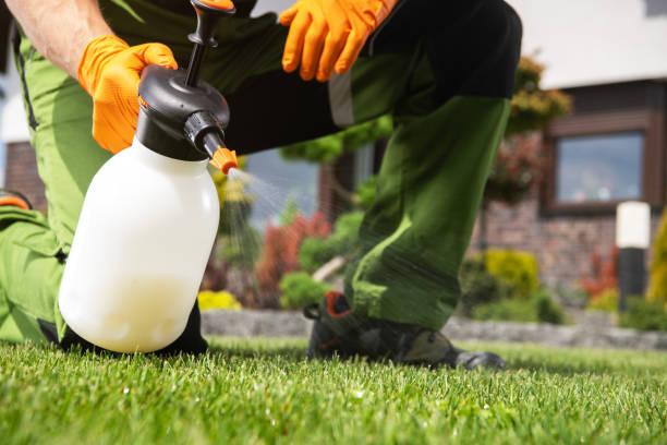 Best Termite Control Services  in Yuipa, CA