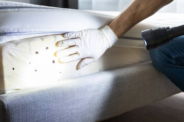 Best Pest Prevention Services  in Yuipa, CA