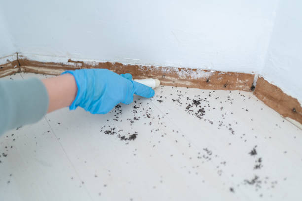 Best Emergency Pest Control  in Yuipa, CA