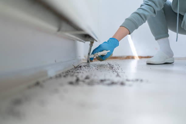 Best Insect Control  in Yuipa, CA